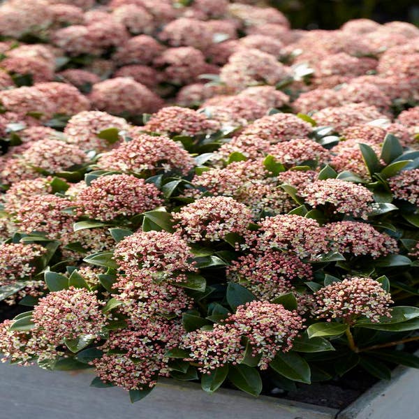Skimmia (Skimmia japonica 'Pink Dwarf')