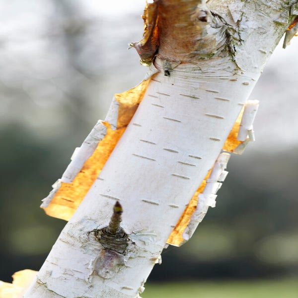 Papierbirke, Waldgrün (Betula papyrifera)