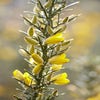 Stechginster (Ulex europaeus)
