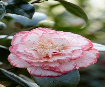 Camelie (Camellia japonica 'Margaret Davis')