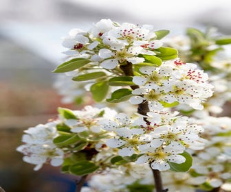 Wildbirne, Wald-Birnbaum (Pyrus communis)