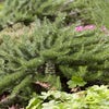 Rosmarin (Rosmarinus officinalis 'Prostratus')