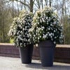 Schneeball als Kugelform (Viburnum tinus 'Eve Price')