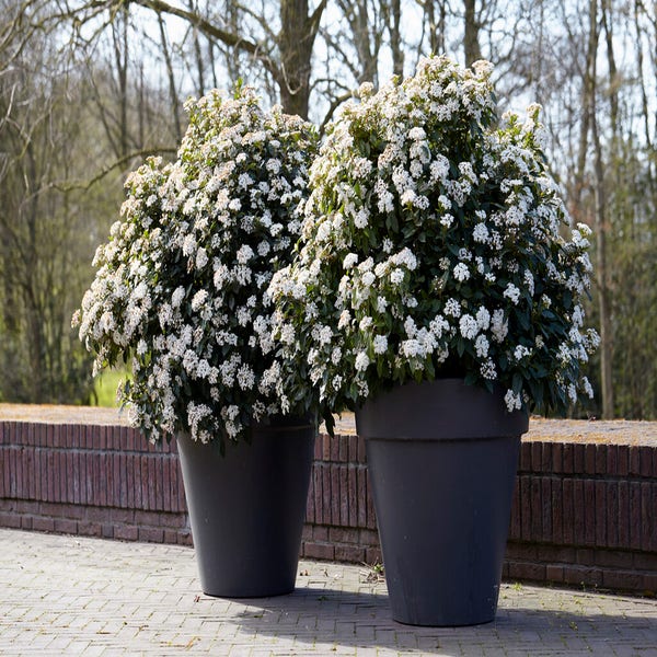 Schneeball als Kugelform (Viburnum tinus 'Eve Price')