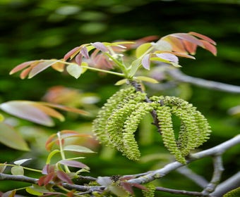 Große Walnuss (Juglans regia)