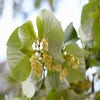 Große Silberlinde (Tilia tomentosa)