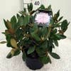 Zwerg-Rhododendron (Rhododendron 'Silberwolke')