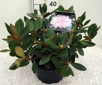 Zwerg-Rhododendron (Rhododendron 'Silberwolke')