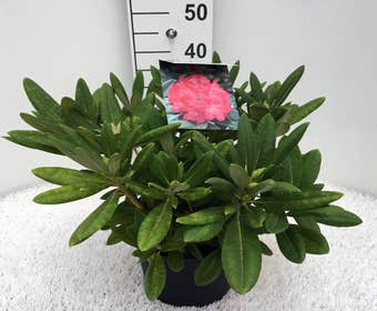 Zwerg-Rhododendron (Rhododendron 'Sweet Sue')