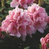Rhododendron (Rhododendron 'Albert Schweitzer')