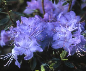 Zwerg-Rhododendron (Rhododendron 'Blue Tit Magor')