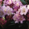 Zwerg-Rhododendron (Rhododendron 'Caroline Allbrook')