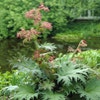 Sierrabarber/Russischer Rhabarber (Rheum palmatum tanguticum)