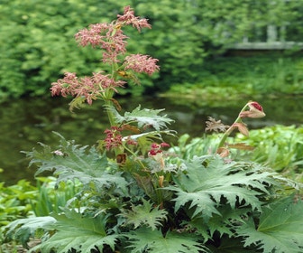 Sierrabarber/Russischer Rhabarber (Rheum palmatum tanguticum)