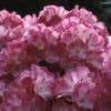 Zwerg-Rhododendron (Rhododendron 'Fantastica')