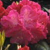 Rhododendron (Rhododendron 'Germania')