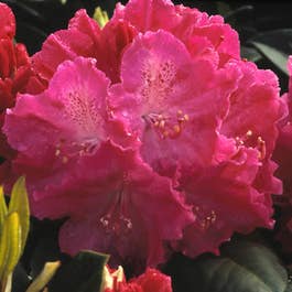 rhododendron oreodoxa Rhododendron oreodoxa lithograph
