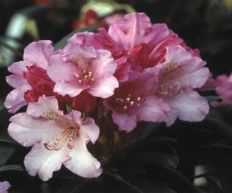 Zwerg-Rhododendron (Rhododendron 'Kalinka')