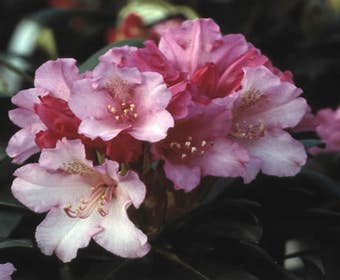 Zwerg-Rhododendron (Rhododendron 'Kalinka')