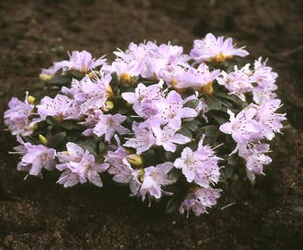 Zwerg-Rhododendron (Rhododendron 'Moerheim')