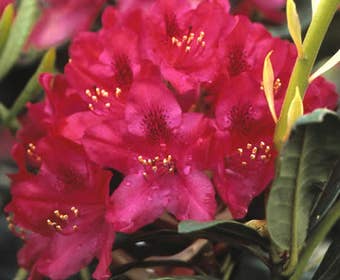 Rhododendron (Rhododendron 'Nova Zembla')