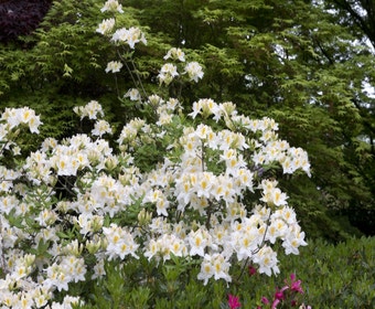 Azalea (Rhododendron 'Mollis' weiß)