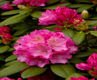 Zwerg-Rhododendron (Rhododendron 'Polaris')