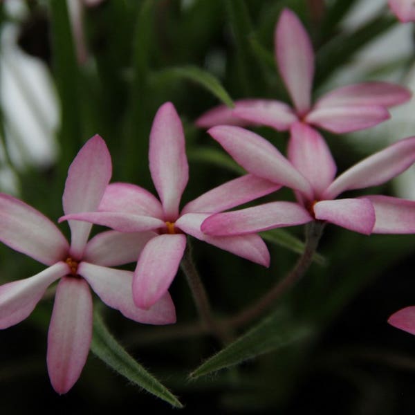 Sternchengras (Rhodoxis 'Fanny')