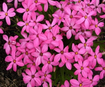 Sternchengras (Rhodoxis 'Ruby Giant') Blumenzwiebel