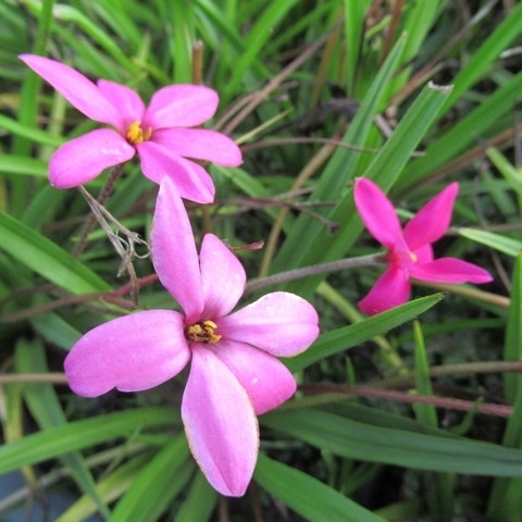 Sternchengras (Rhodoxis 'Ruby Giant')