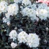 Zwerg-Rhododendron (Rhododendron 'Porzellan')