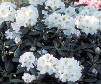 Zwerg-Rhododendron (Rhododendron 'Porzellan')