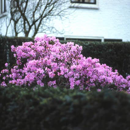 Frühblühender Rhododendron (Rhododendron 'Praecox')
