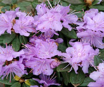 Zwerg-Rhododendron (Rhododendron 'Ramapo')