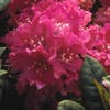 Rhododendron  (Rhododendron 'Rocket')