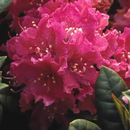 Rhododendron  (Rhododendron 'Rocket')