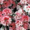 Rhododendron (Rhododendron 'Sneezy')