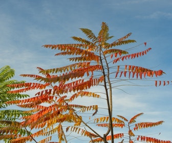 Samtbaum (Rhus typhina)