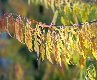 Samtbaum (Rhus typhina 'Dissecta' (laciniata))