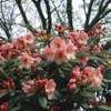 Rhododendron (Rhododendron 'Virginia Richards')