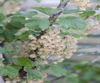 Weiße Johannisbeere Ribes rubrum 'Witte Hollander'