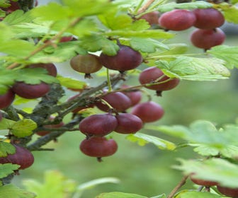 Rote Johannisbeere Ribes uva-crispa ‘Captivator’