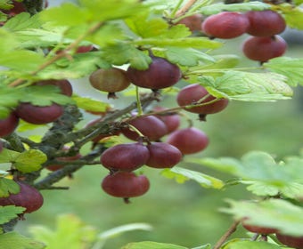Rote Johannisbeere Ribes uva-crispa ‘Captivator’