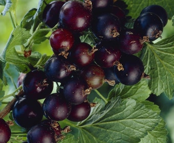 Jostabes (Ribes nid. 'Jostabes')
