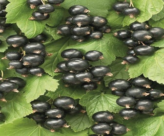 Schwarze Johannisbeere (Ribes nigrum 'Ben Nevis')