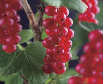 Rote Johannisbeere auf Stamm (Ribes rubrum 'Jonkheer van Tets')