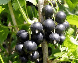 Schwarze Johannisbeere (Ribes nigrum 'Titania')