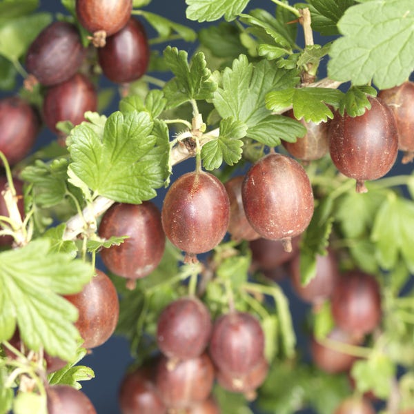 Rode Kruisbes (Ribes uva-crispa 'Hinnonmaki Röd')