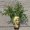 Gelbe Stachelbeere (Ribes uva-crispa 'Hinnonmaki Gul')