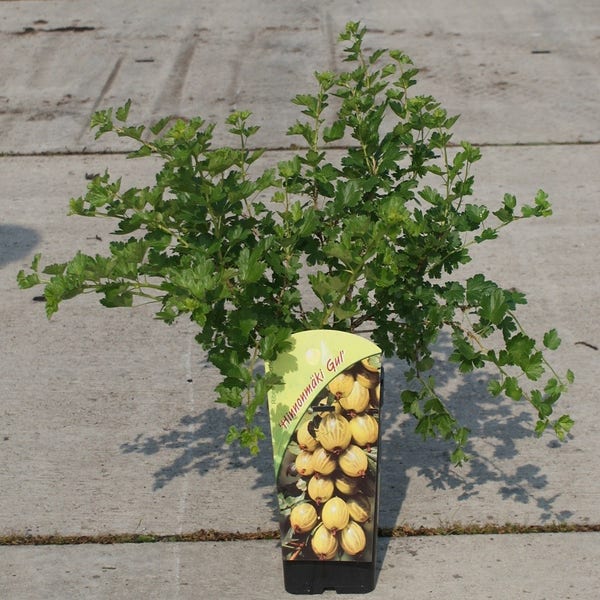 Ribes uva-crispa 'Hinnonmaki Gul' struik